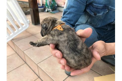 成約済の山口県のフレンチブルドッグ-134901の3枚目