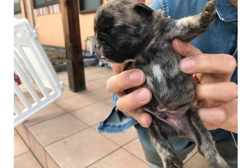 成約済の山口県のフレンチブルドッグ-134901の2枚目