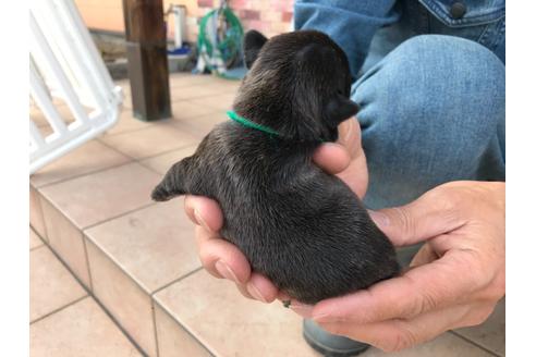 成約済の山口県のフレンチブルドッグ-134902の8枚目