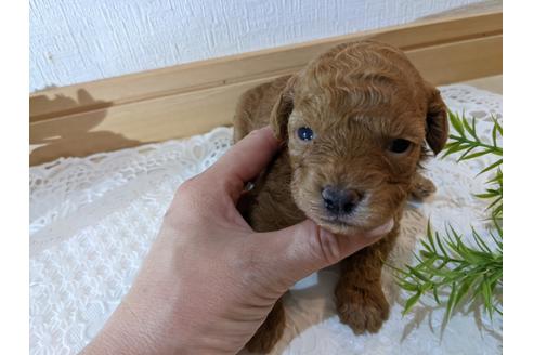 成約済の広島県のトイプードル-134039の18枚目