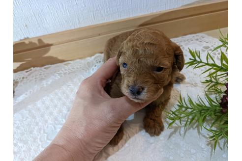 成約済の広島県のトイプードル-134039の16枚目