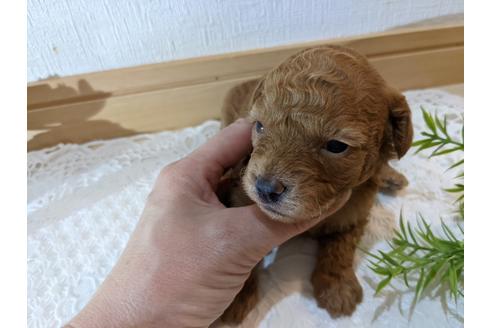 成約済の広島県のトイプードル-134039の13枚目