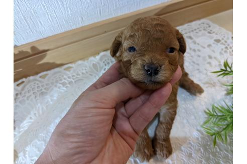 成約済の広島県のトイプードル-134039の7枚目