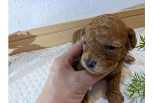 成約済の広島県のトイプードル-134039の7枚目