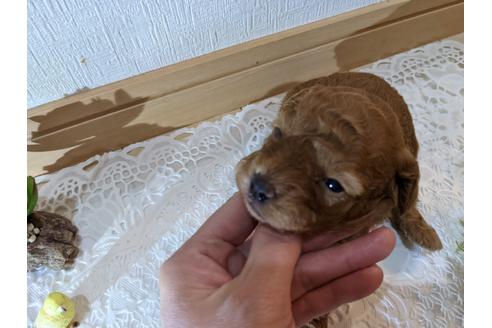 成約済の広島県のトイプードル-134039の2枚目
