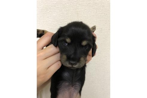 成約済の千葉県のミニチュアダックスフンド(ロングヘアード)-134910の3枚目
