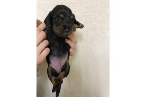 成約済の千葉県のミニチュアダックスフンド(ロングヘアード)-134911の3枚目
