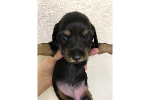 成約済の千葉県のミニチュアダックスフンド(ロングヘアード)-134911の1枚目