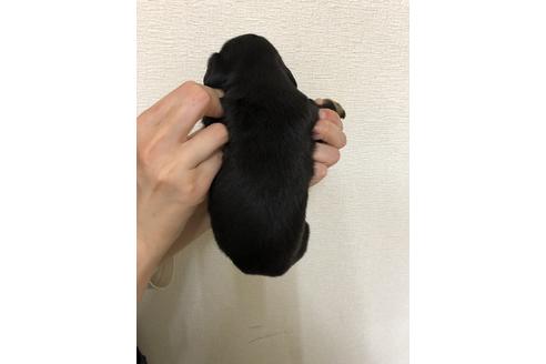 成約済の千葉県のミニチュアダックスフンド(ロングヘアード)-134911の2枚目