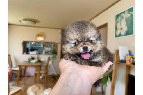 成約済の岐阜県のポメラニアン-133170の8枚目