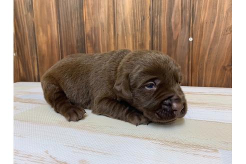成約済の愛知県のラブラドールレトリーバー-134914の2枚目