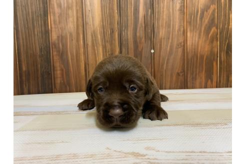 成約済の愛知県のラブラドールレトリーバー-134914の1枚目