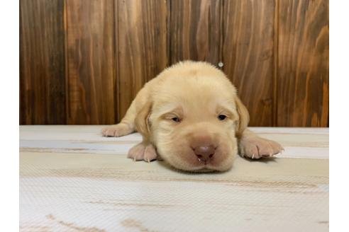 成約済の愛知県のラブラドールレトリーバー-134916の3枚目