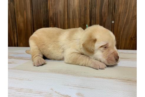 成約済の愛知県のラブラドールレトリーバー-134916の4枚目