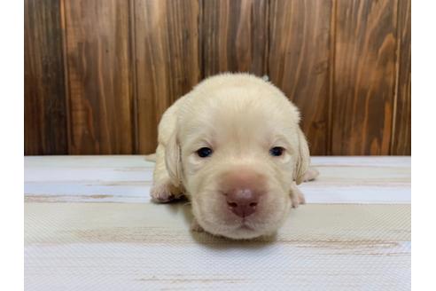 成約済の愛知県のラブラドールレトリーバー-134917の3枚目