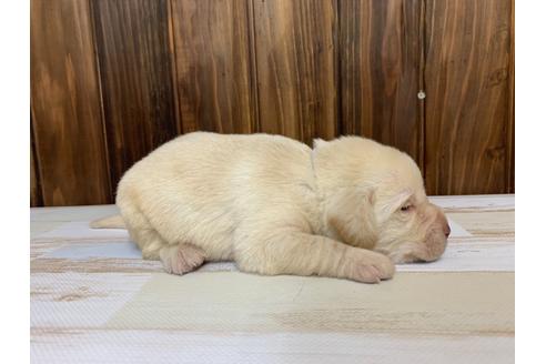 成約済の愛知県のラブラドールレトリーバー-134917の4枚目