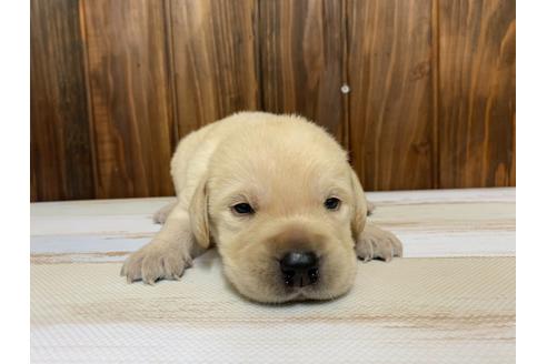 成約済の愛知県のラブラドールレトリーバー-134918