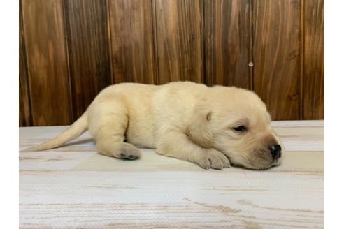 成約済の愛知県のラブラドールレトリーバー-134918の2枚目