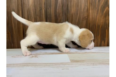 成約済の愛知県のビーグル-134920の3枚目