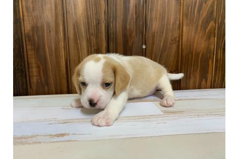 成約済の愛知県のビーグル-134920の2枚目