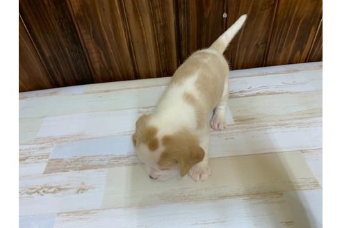 成約済の愛知県のビーグル-134920の4枚目