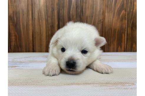 成約済の愛知県の日本スピッツ-134922の1枚目