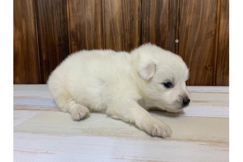 成約済の愛知県の日本スピッツ-134922の2枚目