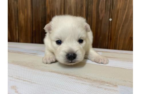 成約済の愛知県の日本スピッツ-134923の1枚目