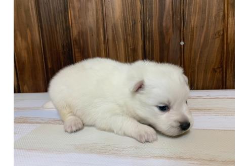 成約済の愛知県の日本スピッツ-134923の2枚目