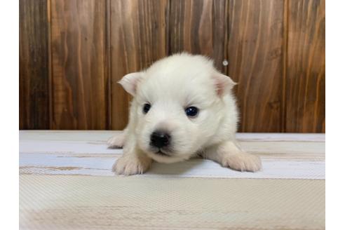 成約済の愛知県の日本スピッツ-134924の2枚目