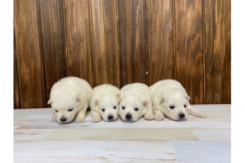 成約済の愛知県の日本スピッツ-134924の1枚目