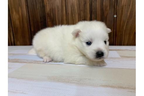 成約済の愛知県の日本スピッツ-134924の3枚目