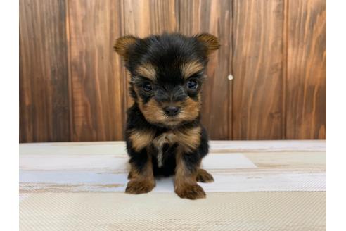 成約済の愛知県のヨークシャーテリア-134925の2枚目