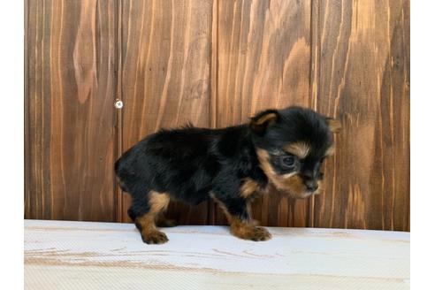 成約済の愛知県のヨークシャーテリア-134925の3枚目