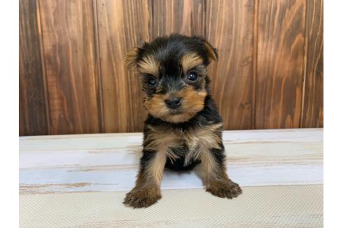 成約済の愛知県のヨークシャーテリア-134926の1枚目