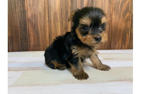 成約済の愛知県のヨークシャーテリア-134926の2枚目