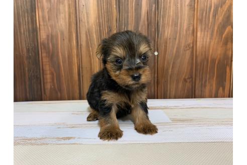 成約済の愛知県のヨークシャーテリア-134927の2枚目