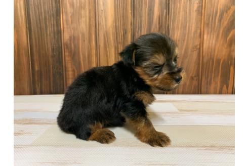 成約済の愛知県のヨークシャーテリア-134927の3枚目