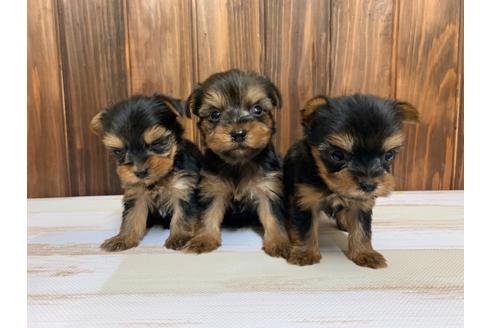 成約済の愛知県のヨークシャーテリア-134927の1枚目