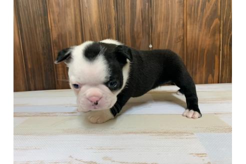 成約済の愛知県のボストンテリア-134928の2枚目