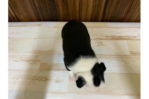 成約済の愛知県のボストンテリア-134928の3枚目