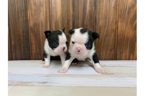 成約済の愛知県のボストンテリア-134928の1枚目