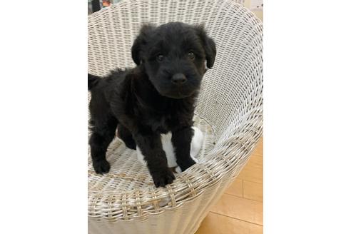 成約済の北海道のミックス犬-134007の3枚目
