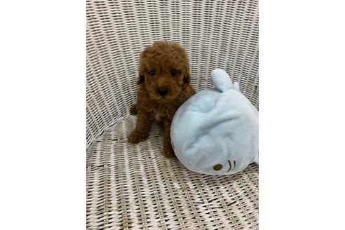 成約済の北海道のトイプードル-133992の25枚目