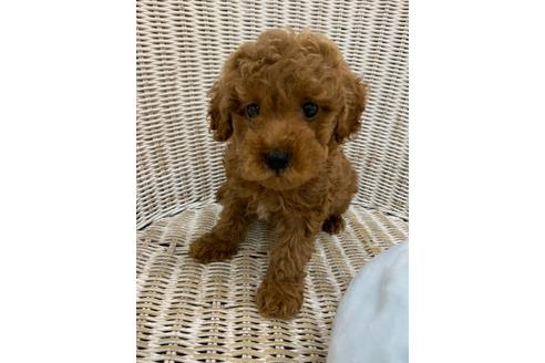 成約済の北海道のトイプードル-133992の24枚目