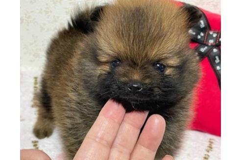 成約済の埼玉県のポメラニアン-134961の13枚目
