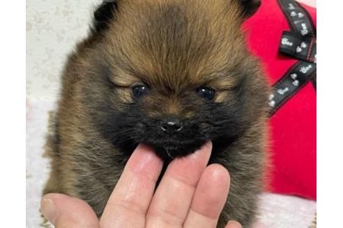 成約済の埼玉県のポメラニアン-134961の12枚目