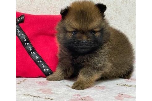 成約済の埼玉県のポメラニアン-134961の10枚目