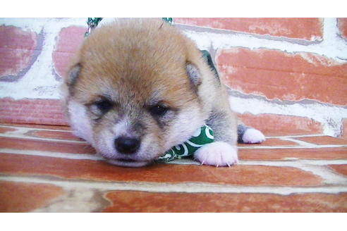 成約済の福岡県の豆柴-133871の10枚目