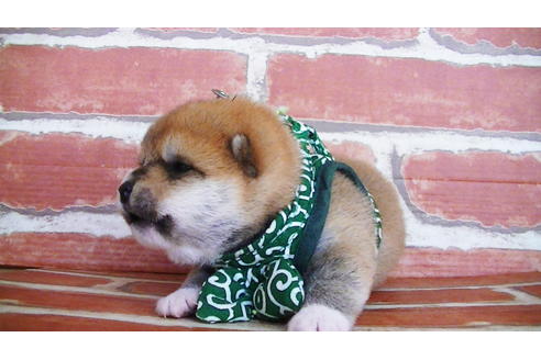 成約済の福岡県の豆柴-133871の9枚目